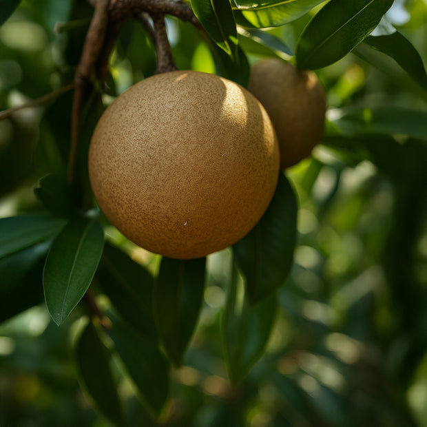 Farm-Fresh Sapota (Chikoo) – 100% Organic, Naturally Sweet & Fresh (Delivery on Weekend In Bengaluru only) (5 KG)
