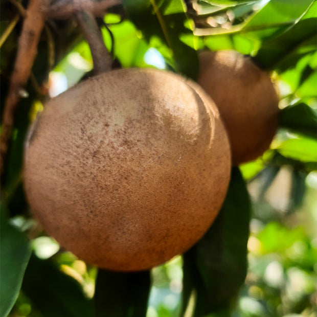 Farm-Fresh Sapota (Chikoo) – 100% Organic, Naturally Sweet & Fresh (Delivery on Weekend In Bengaluru only) (5 KG)