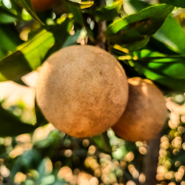 Farm-Fresh Sapota (Chikoo) – 100% Organic, Naturally Sweet & Fresh (Delivery on Weekend In Bengaluru only) (5 KG)