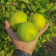Chikoo (Sapota 2 KG) + Mosambi (Sweet Lime 3 KG) Combo - 100% Organic (Delivery on Weekend in Bengaluru only) (5 KG)