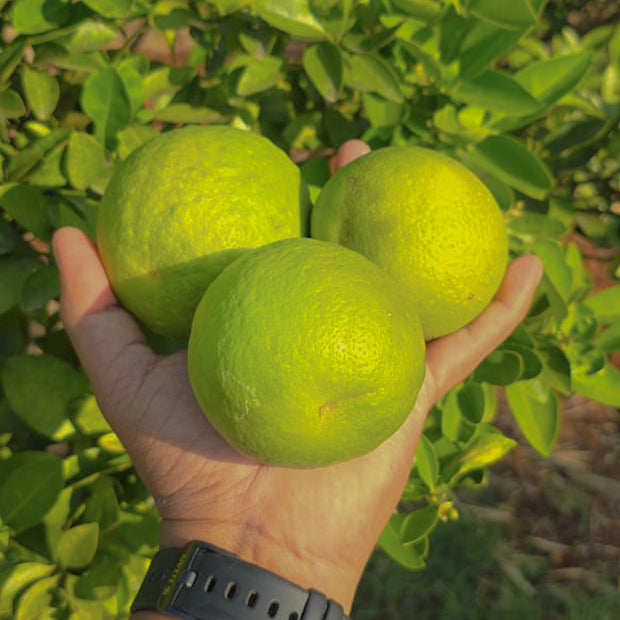 Chikoo (Sapota 2 KG) + Mosambi (Sweet Lime 3 KG) Combo - 100% Organic (Delivery on Weekend in Bengaluru only) (5 KG)