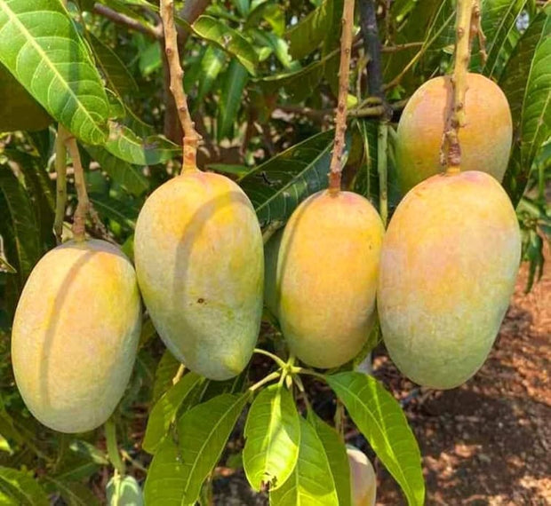 Himayat Mango | 100% Organic | Naturally Ripened (3Kg Box) - Delivery on 19-20th May