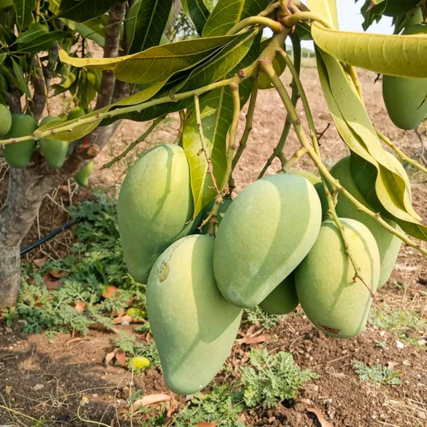 Mallika Mangoes | 100% Organic | Naturally Ripened (3Kg Box) - Delivery on 19-20th May