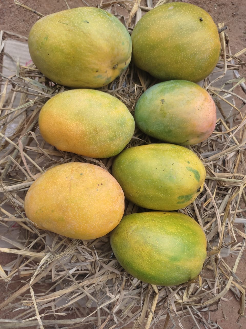 Ratna Mangoes | 100% Organic