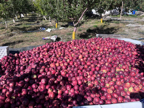 Farmveda Premium Red Royal Himachal Apples - Certified Natural, Pesticide-Free, High-Altitude Cultivation from Spiti District, Crunchy & Juicy, 2 Kgs, Fresh Delivery by Tuesday 29th November