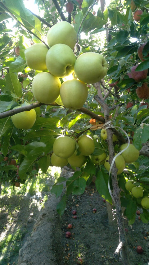 Farmveda Premium Golden Delicious Apples from Himachal - Certified Natural, Pesticide-Free, High-Altitude Grown in Spiti District, Crunchy & Juicy, 2kgs, Fresh Handpicked Delivery by Tuesday, 29th November