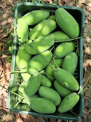 Dasheri/Dasheri Mangoes