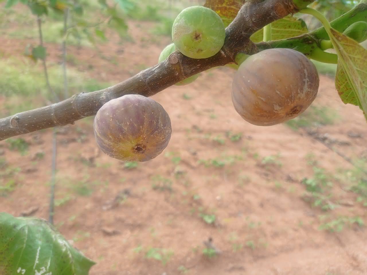 100% Organic Premium Fresh Figs – Handpicked