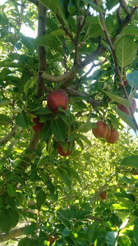 Farmveda Premium Red Royal Himachal Apples - Certified Natural, Pesticide-Free, High-Altitude Cultivation from Spiti District, Crunchy & Juicy, 2 Kgs, Fresh Delivery by Tuesday 29th November