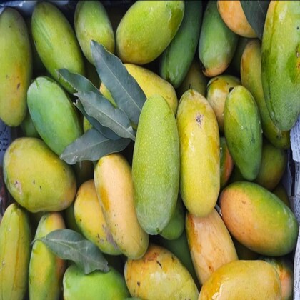 Farmveda Naturally Ripened Dasheri/Dussheri Mangoes | 3Kg | Delivery by 17th-18th June (Tue-Wed)