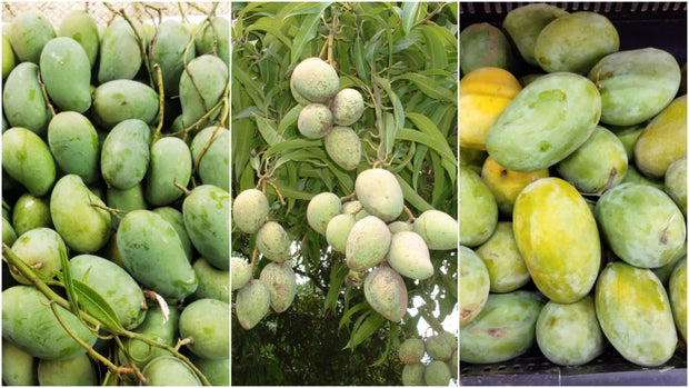 Farmveda Naturally Ripened | 100% Organic Langda Mangoes from Bhagalpur, Bihar - 3 kg Box (Delivery by 17th-18th June)