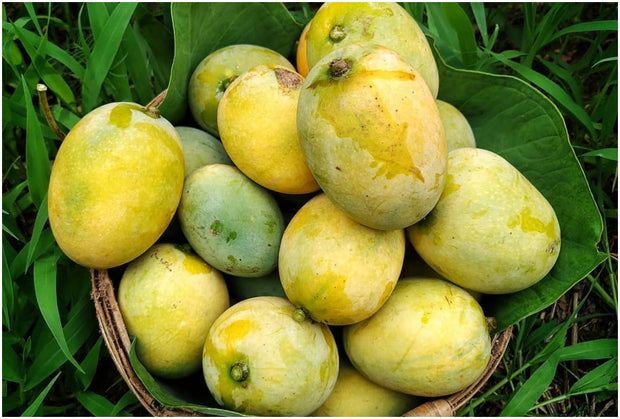 Farmveda Naturally Ripened | 100% Organic Langda Mangoes from Bhagalpur, Bihar - 3 kg Box (Delivery by 17th-18th June)